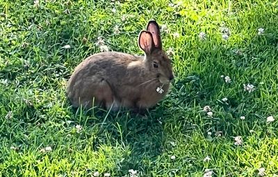 Rabbits and deer and voles, oh my! What's eating your garden?