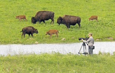 Ken Burns Takes on the Buffalo in Latest Project