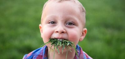 Why people should be eating New Zealand grass