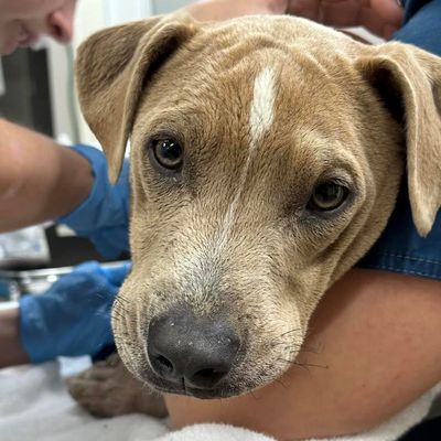 As people fled the fires, pets did too. Some emerged with marks of escape, but many remain lost.