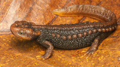 Scientists solve Manipur salamander ‘puzzle’