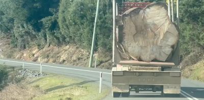 Giant old trees are still being logged in Tasmanian forests. We must find ways of better protecting them