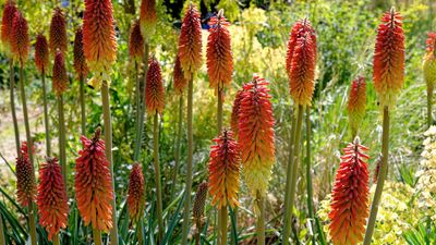 How to prune red hot pokers – according to gardening experts