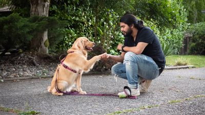 Expert reveals five qualities you must have before training your dog