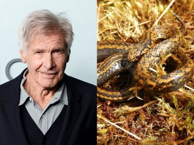 ‘Snakes. Why did it have to be snakes?’: Harrison Ford jokingly laments new snake species named after him