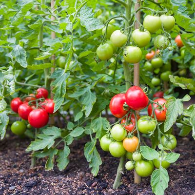 How to prune tomato plants to ensure a delicious harvest
