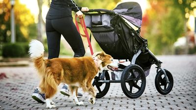 Here’s how to get your dog to walk nicely next to a stroller, according to one trainer