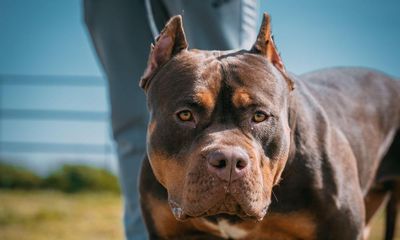 Perfect pets or dangerous dogs? The sudden, surprising rise of American bully XLs