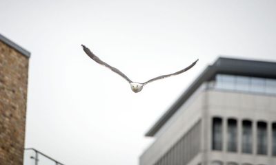 ‘They’re here at our invitation’: how gulls took over the UK’s cities