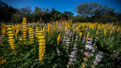 How to keep lupines blooming – simple ways to encourage extra flowers