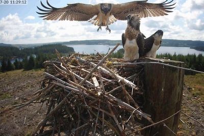 Stunning pictures show osprey’s first flight from forest nest