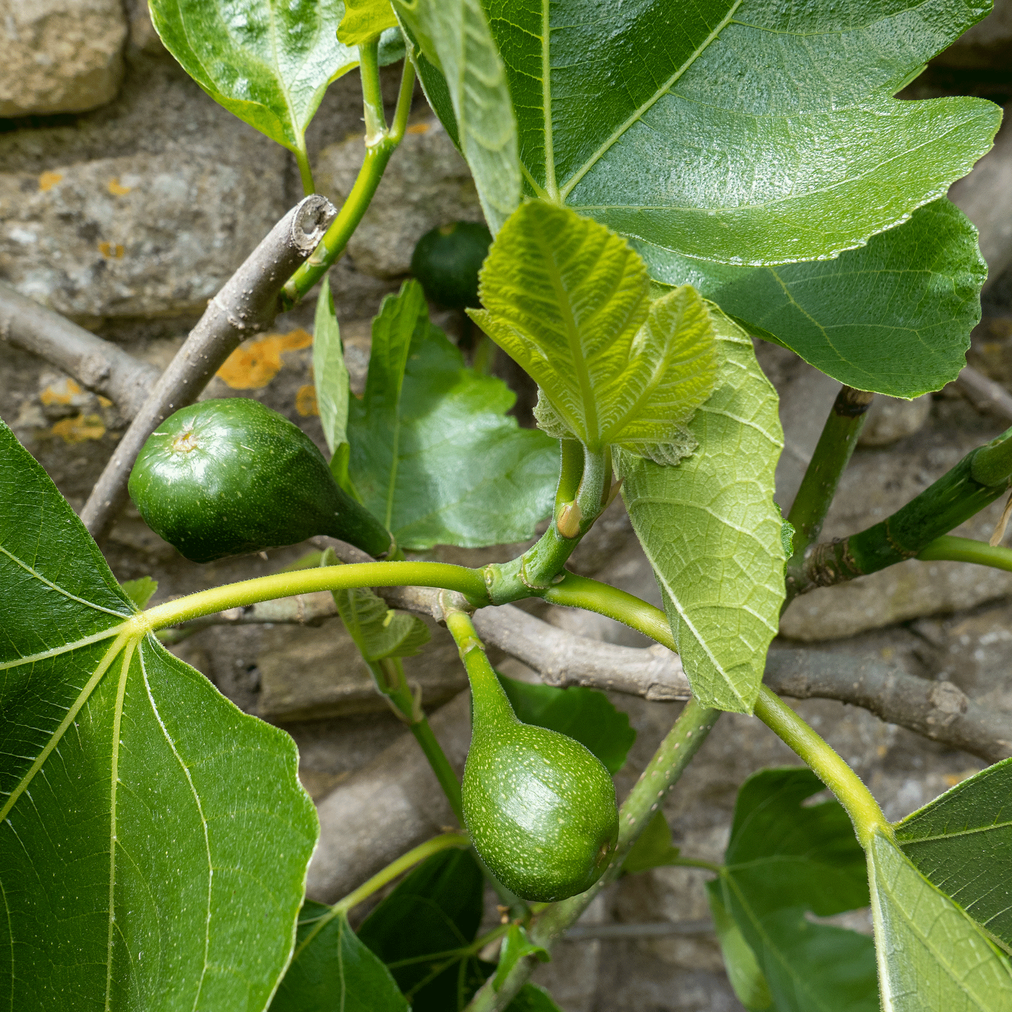How to prune fig trees for a bountiful harvest year after year