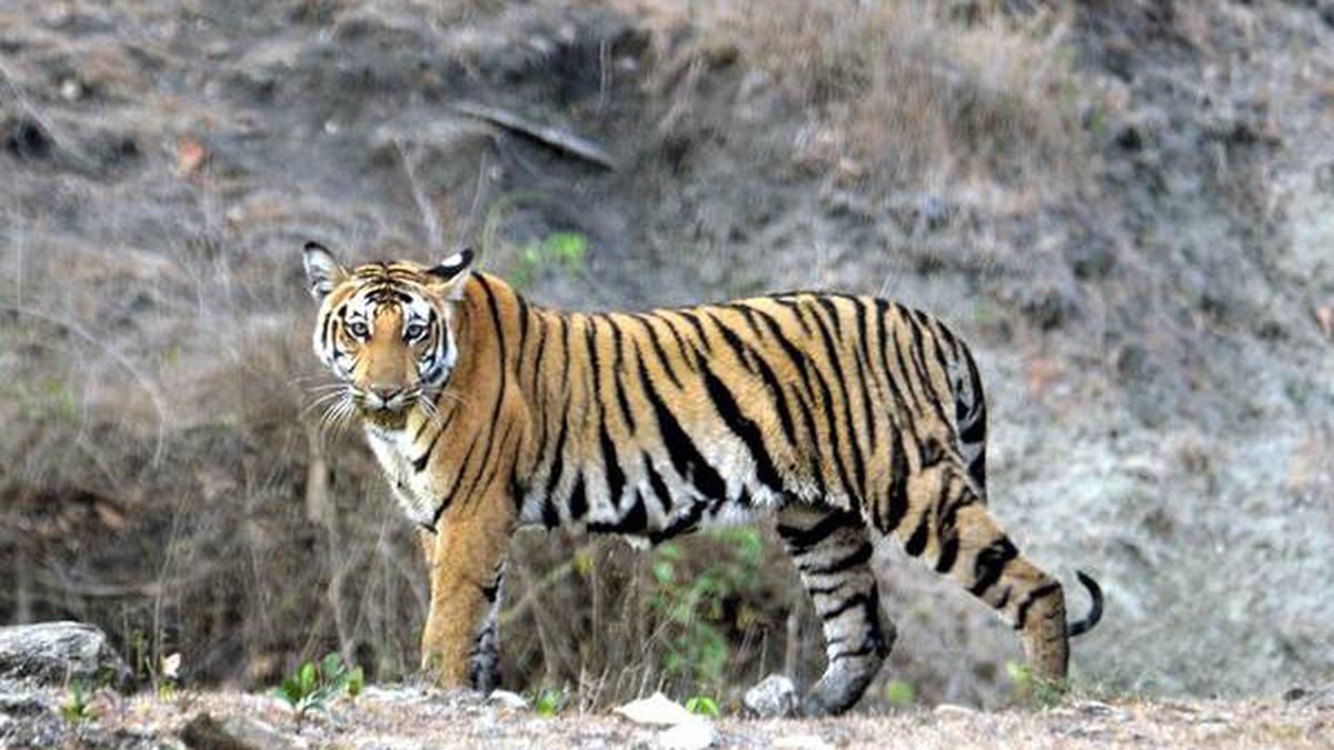 Explaining MoEFCC’s U-turn to merge autonomous bodies