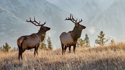 Tourist tries to get close-up photos of elk – and soon regrets it