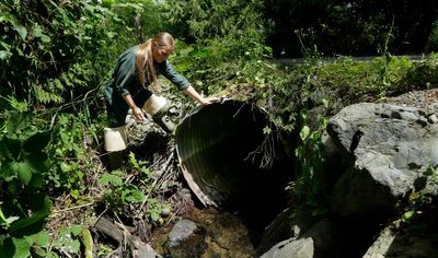 Federal grants will replace tunnels beneath roads that let water pass but not fish