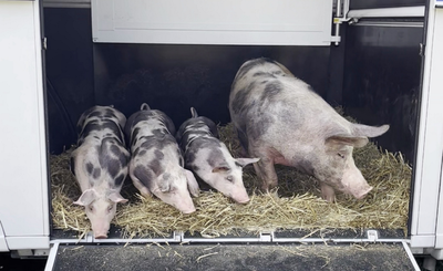 Mother Pig And Piglets Feel Grass For The First Time