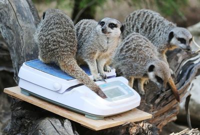 Some adorable meerkats have predicted 3 straight England World Cup wins