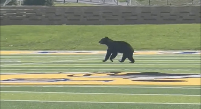 Watch: Bear runs across Tennessee high school football field