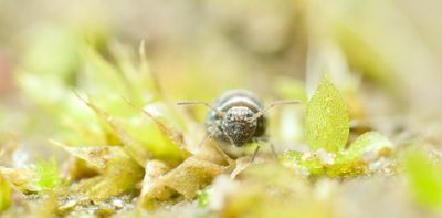 More than half of life on Earth is found in soil – here's why that's important