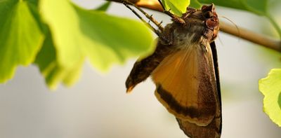 Why moths might be more efficient pollinators than bees and butterflies