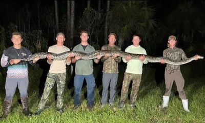 Video shows guys subduing huge python in Everglades
