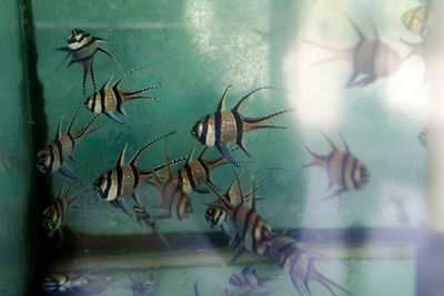 US looks to ban imports, exports of a tropical fish threatened by aquarium trade