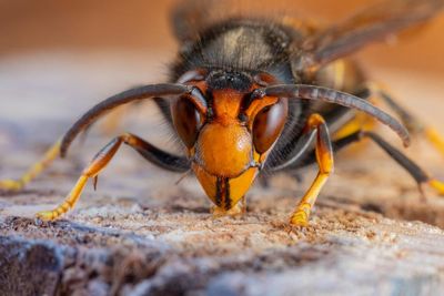 Invasive yellow-legged hornet found in US for first time