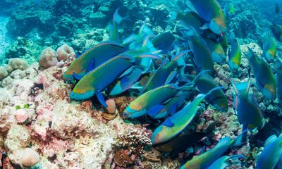 The Guardian view on protecting corals: what lies beneath matters too