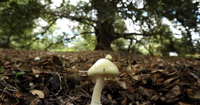 Mushrooms bring life, as well as death