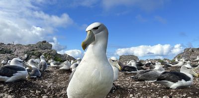 Thick ones, pointy ones – how albatross beaks evolved to match their prey