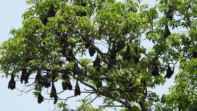 Flying fox bats for vigilance while roosting