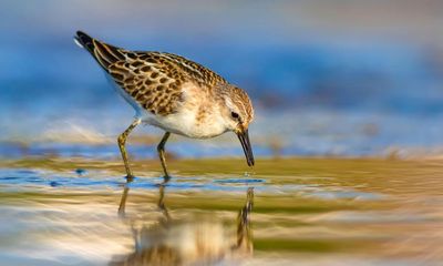 Weatherwatch: Autumn comes early for wading birds as climate heats up