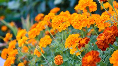 How to deadhead marigolds – in 3 easy steps