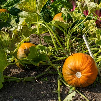 Is your pumpkin not growing? You might be making one of these mistakes without realising