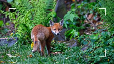 Experts reveal how to stop foxes coming into your garden for good: without causing harm