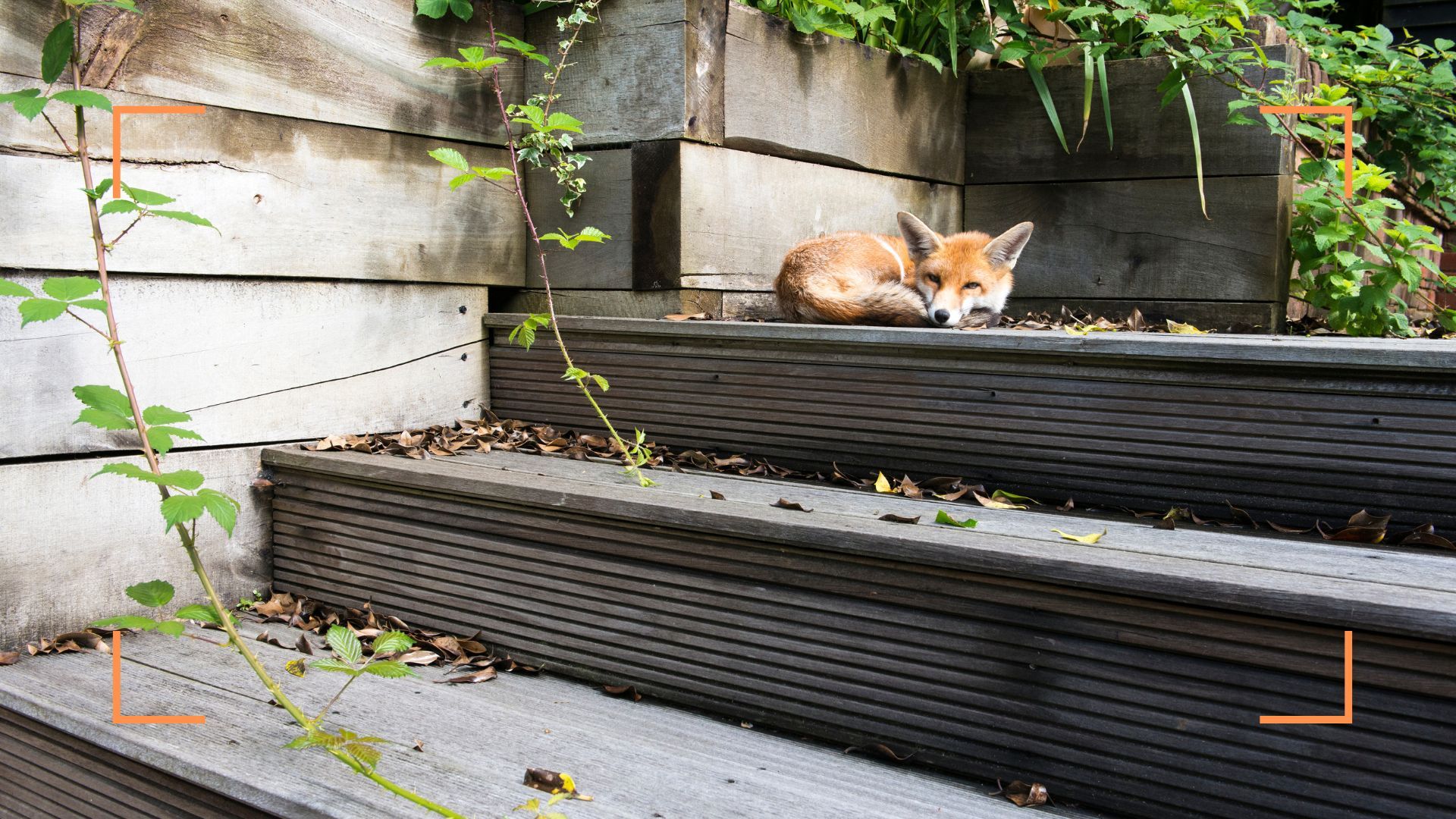 Experts reveal how to stop foxes coming into your…