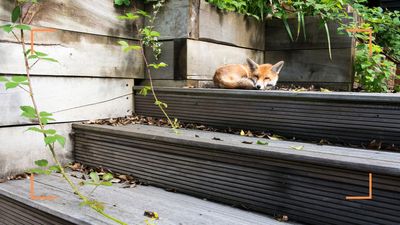 Experts reveal how to stop foxes coming into your garden for good