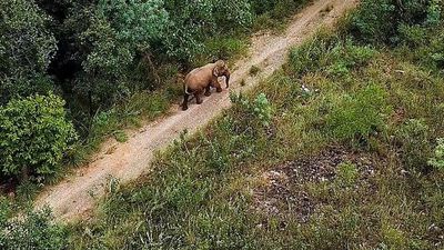 BJP demands judicial probe into leopard intrusions along Tirumala routes