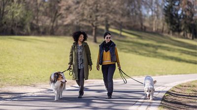Struggling to socialize your dog with other dogs? Trainer shows why a walk is the best way to do it