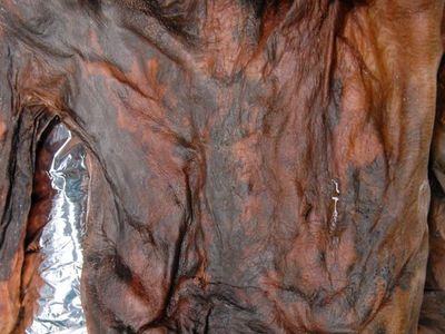New Research Reveals Ötzi The Iceman’s Real Appearance