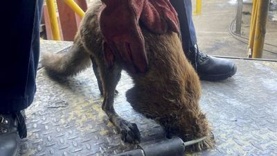 Firefighters Rescue Fox After It Gets Head Stuck In Hole