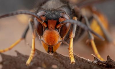 Sharp rise in Asian hornet sightings in UK causes alarm