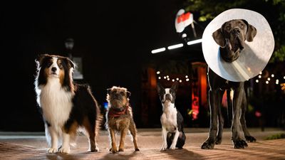 Meet the Strays cast: who voices the dogs in the Will Ferrell comedy