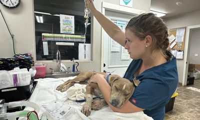 Maui Humane Society ‘hopes to be inundated’ as 3,000 animals still missing