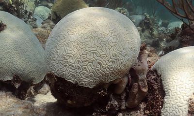 Florida’s coral at severe risk of bleaching after ‘unprecedented’ heat stress