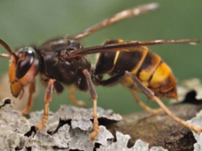 What is a yellow-legged hornet? The invasive species spotted in the US for the first time