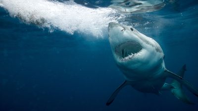 Great white sharks are washing up on Canadian beaches — but experts claim this could be a good thing