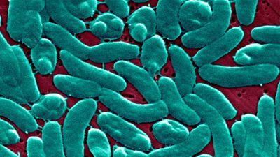 'Flesh-eating' bacteria kill 3 in New York and Connecticut