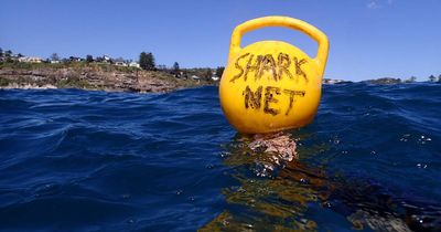 Nets capturing more critically endangered life than target sharks