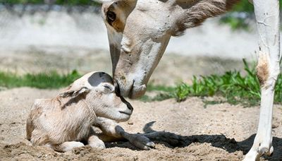 Brookfield Zoo welcomes birth of endangered African antelope calf
